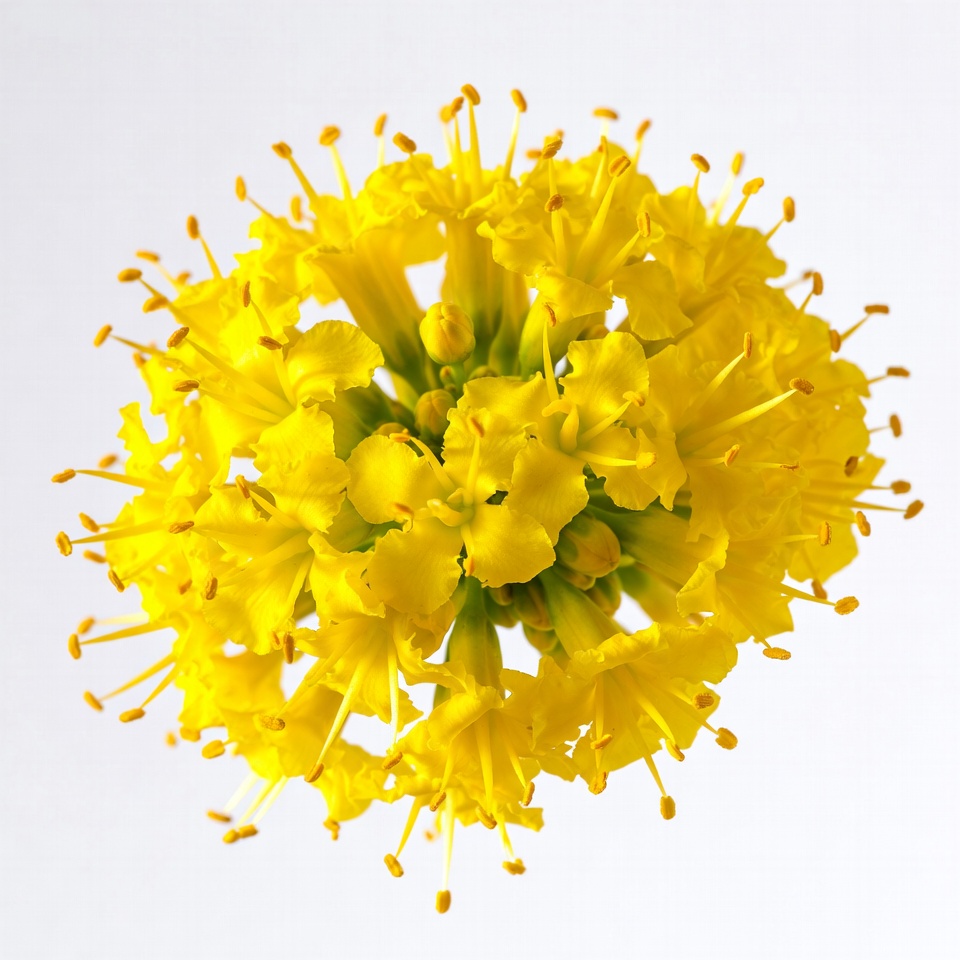 Bright yellow flower cluster Bright yellow flower cluster