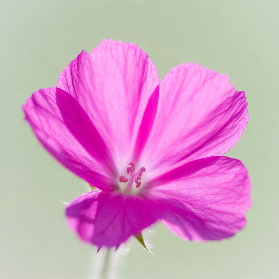 Pink flower on green background Pink flower on green background