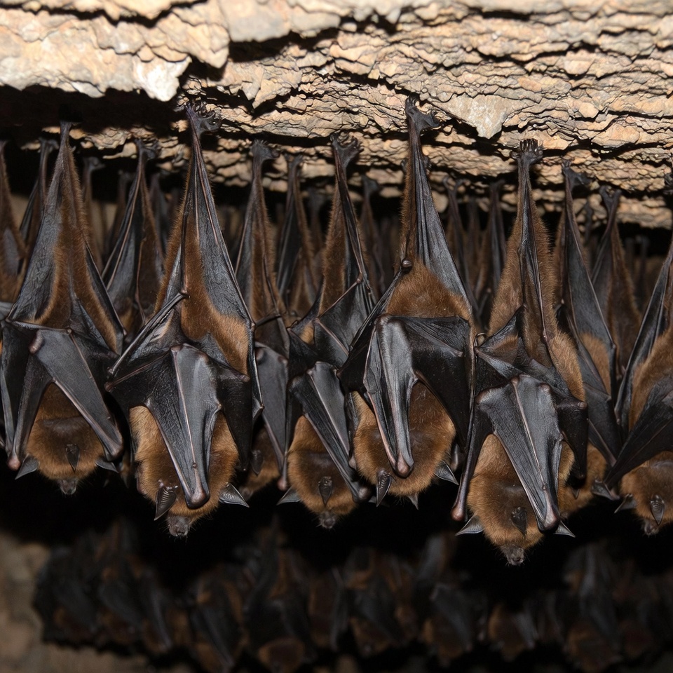 Bats hanging in cave Bats hanging in cave