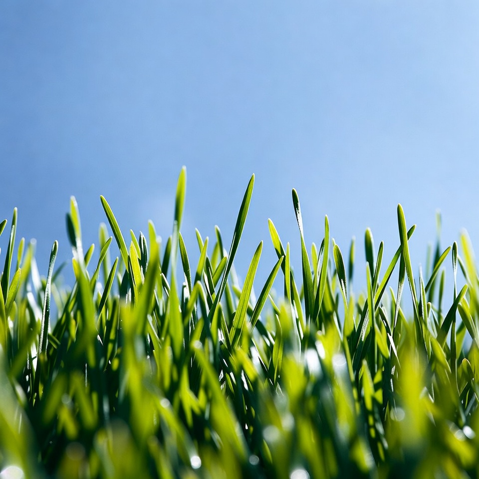 Fresh green grass against blue sky Fresh green grass against blue sky