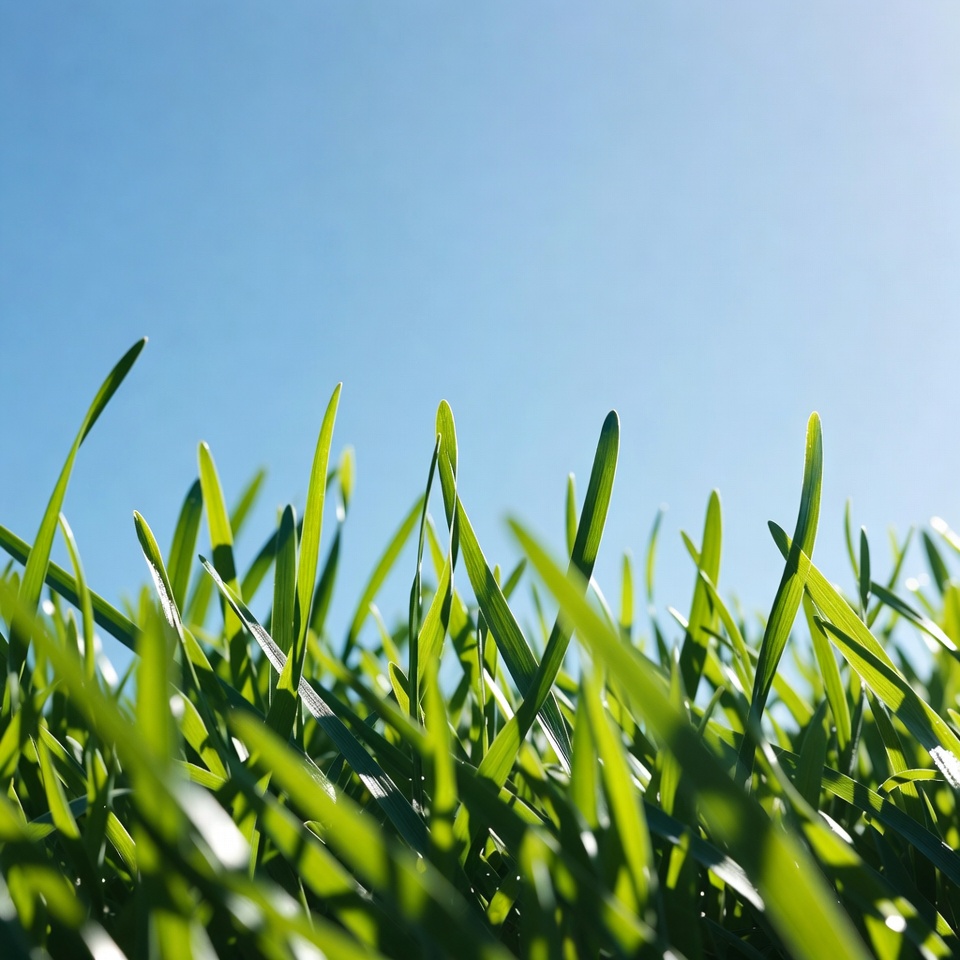 Fresh green grass under blue sky Fresh green grass under blue sky