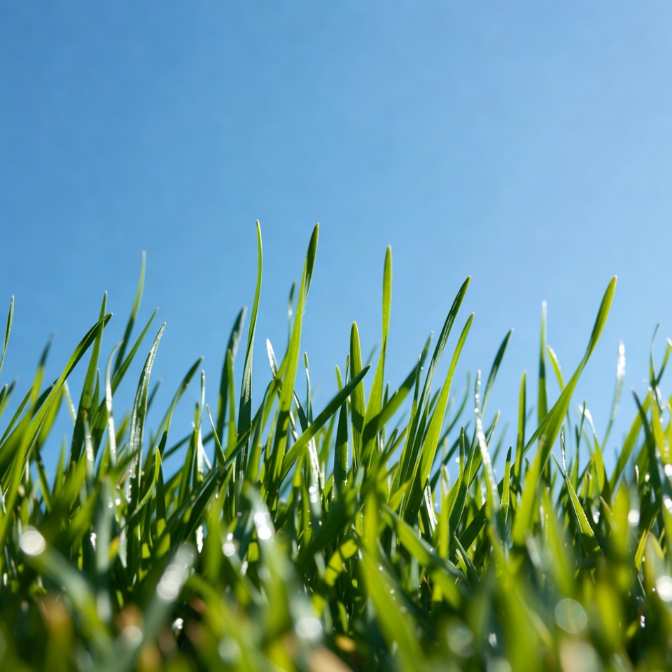 Fresh green grass under blue sky Fresh green grass under blue sky