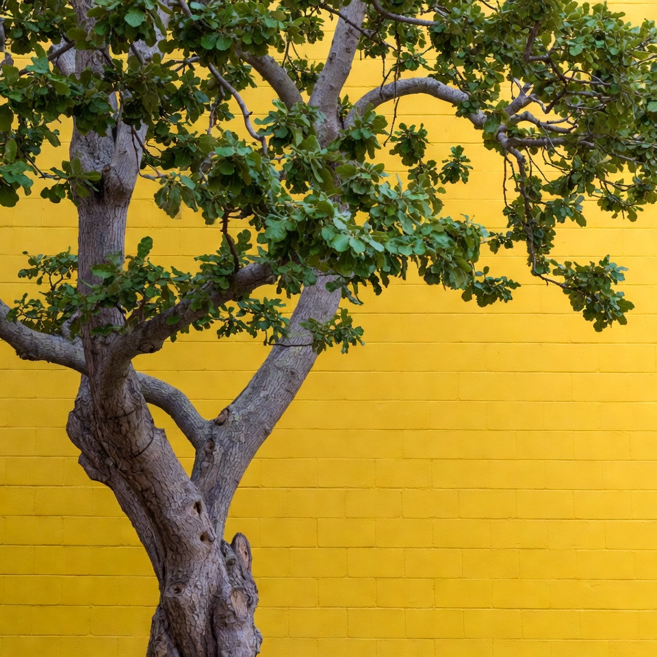 Green Tree Against Yellow Wall Green Tree Against Yellow Wall