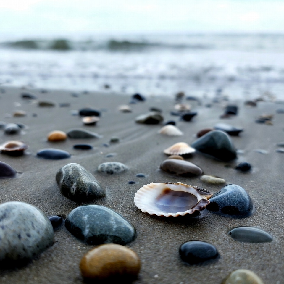 Seashells and pebbles on beach Seashells and pebbles on beach