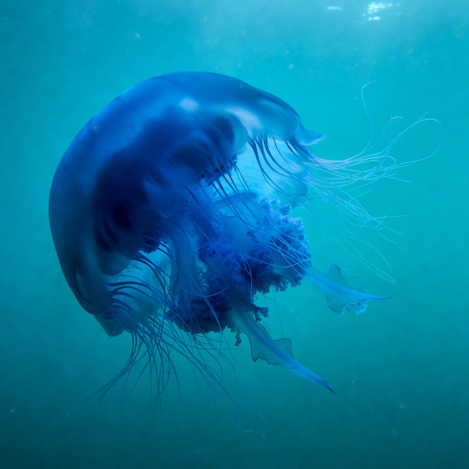 Blue jellyfish floating underwater Blue jellyfish floating underwater