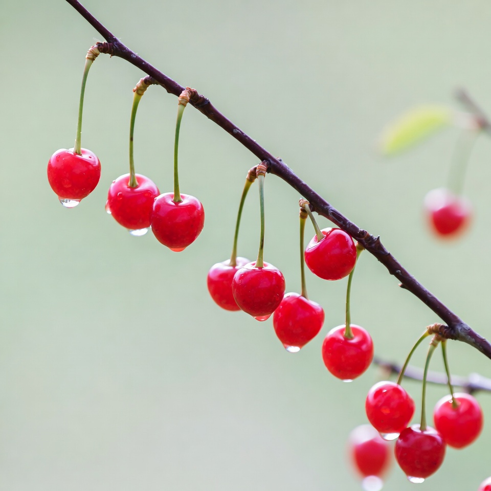 Red cherries with water droplets on branch Red cherries with water droplets on branch