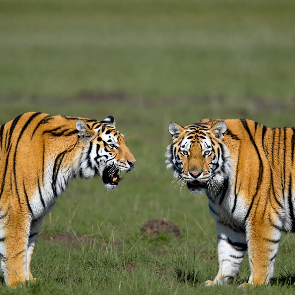Two Tigers Roaring in Grass Two Tigers Roaring in Grass