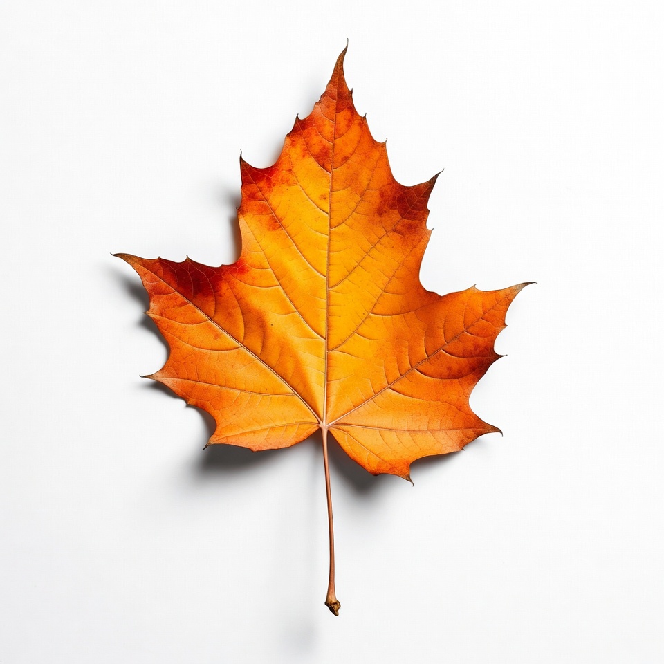 Orange Maple Leaf on White Orange Maple Leaf on White