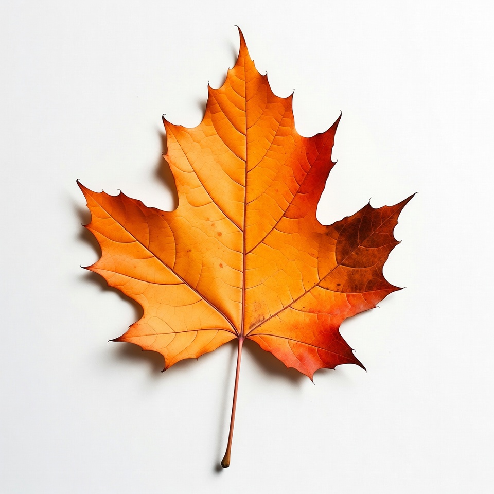 Orange maple leaf on white Orange maple leaf on white