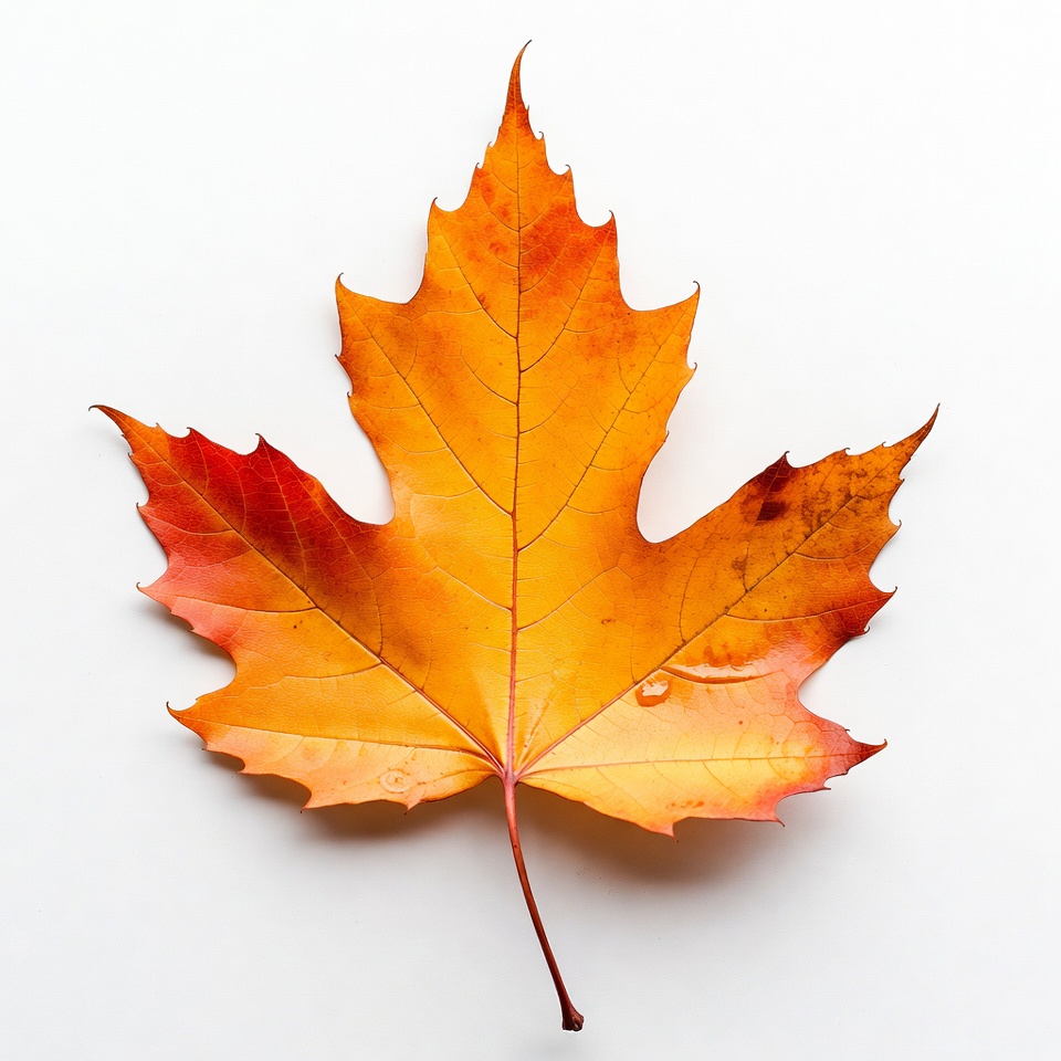 Autumn Maple Leaf on White Autumn Maple Leaf on White