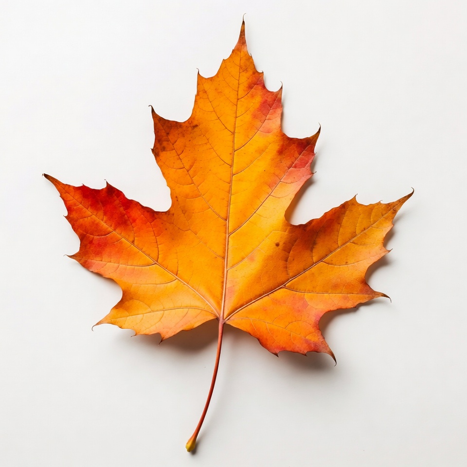 Autumn Maple Leaf on White Autumn Maple Leaf on White