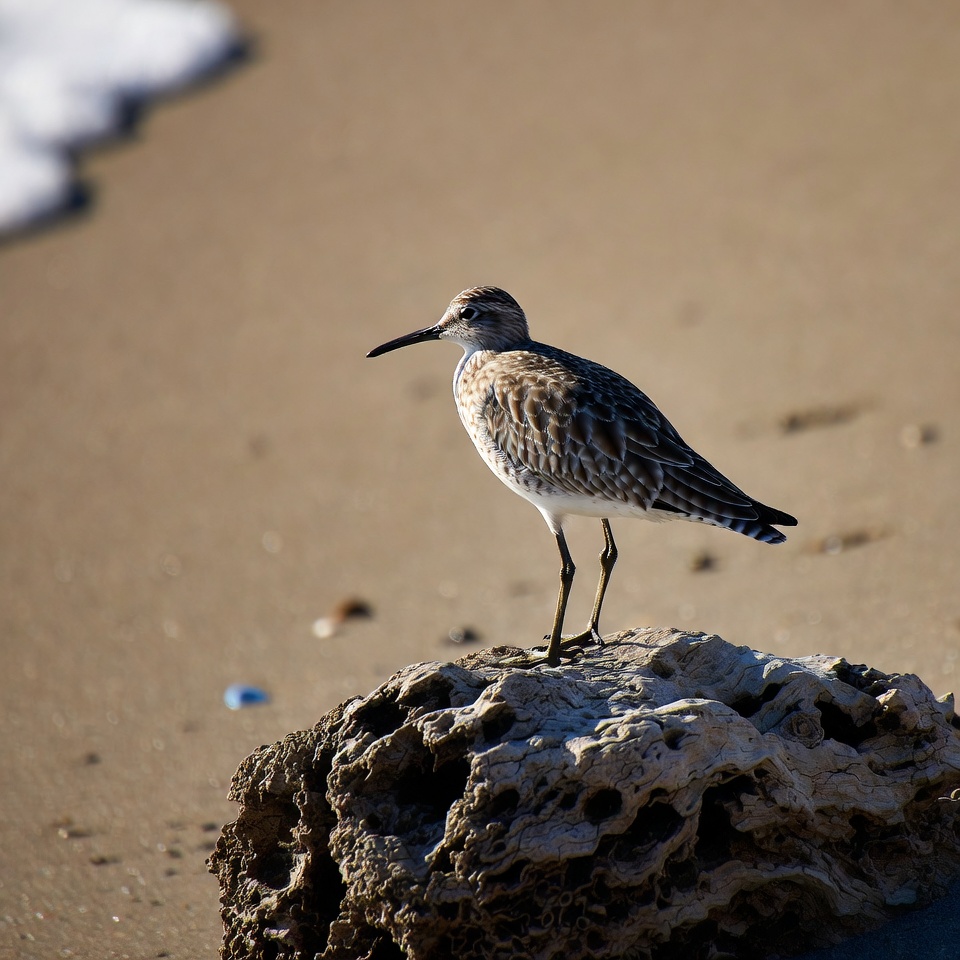 Sanderling on beach rock Sanderling on beach rock