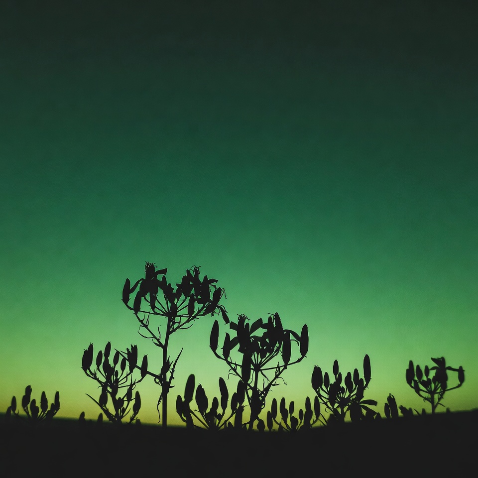 Silhouettes of wildflowers against green sunset Silhouettes of wildflowers against green sunset