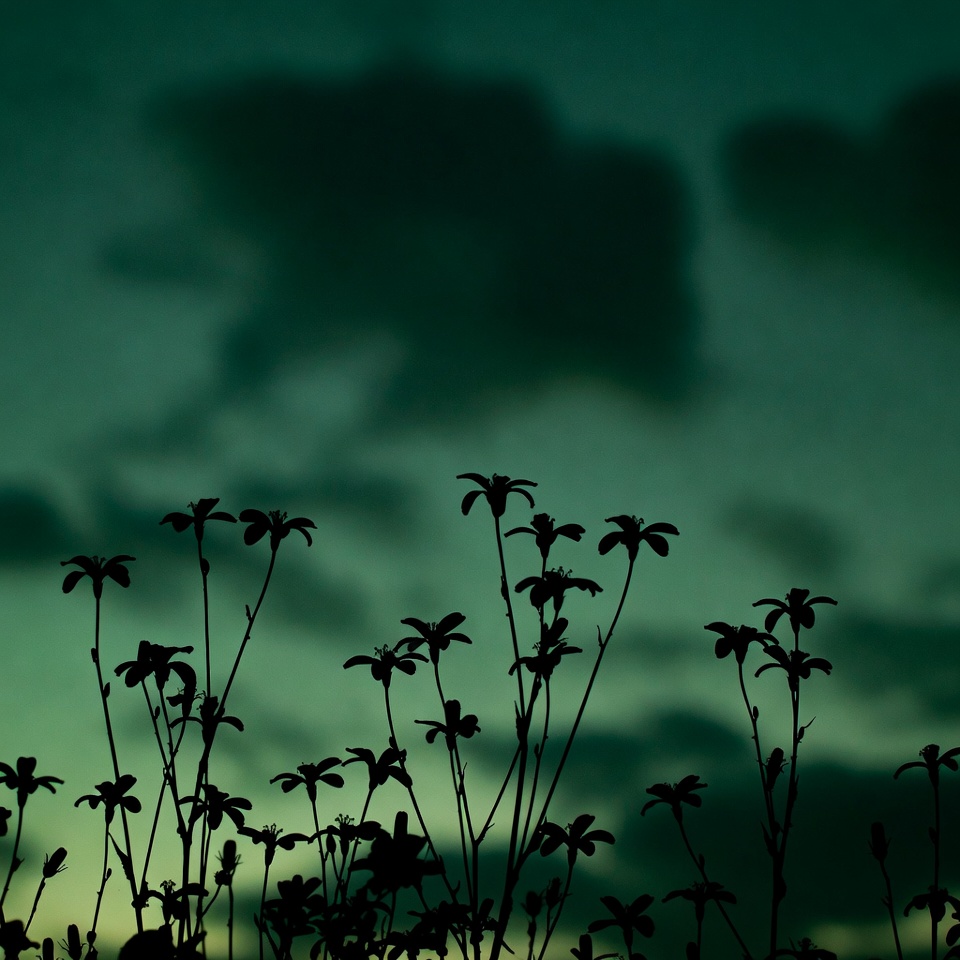 Silhouettes of plants against cloudy sky Silhouettes of plants against cloudy sky