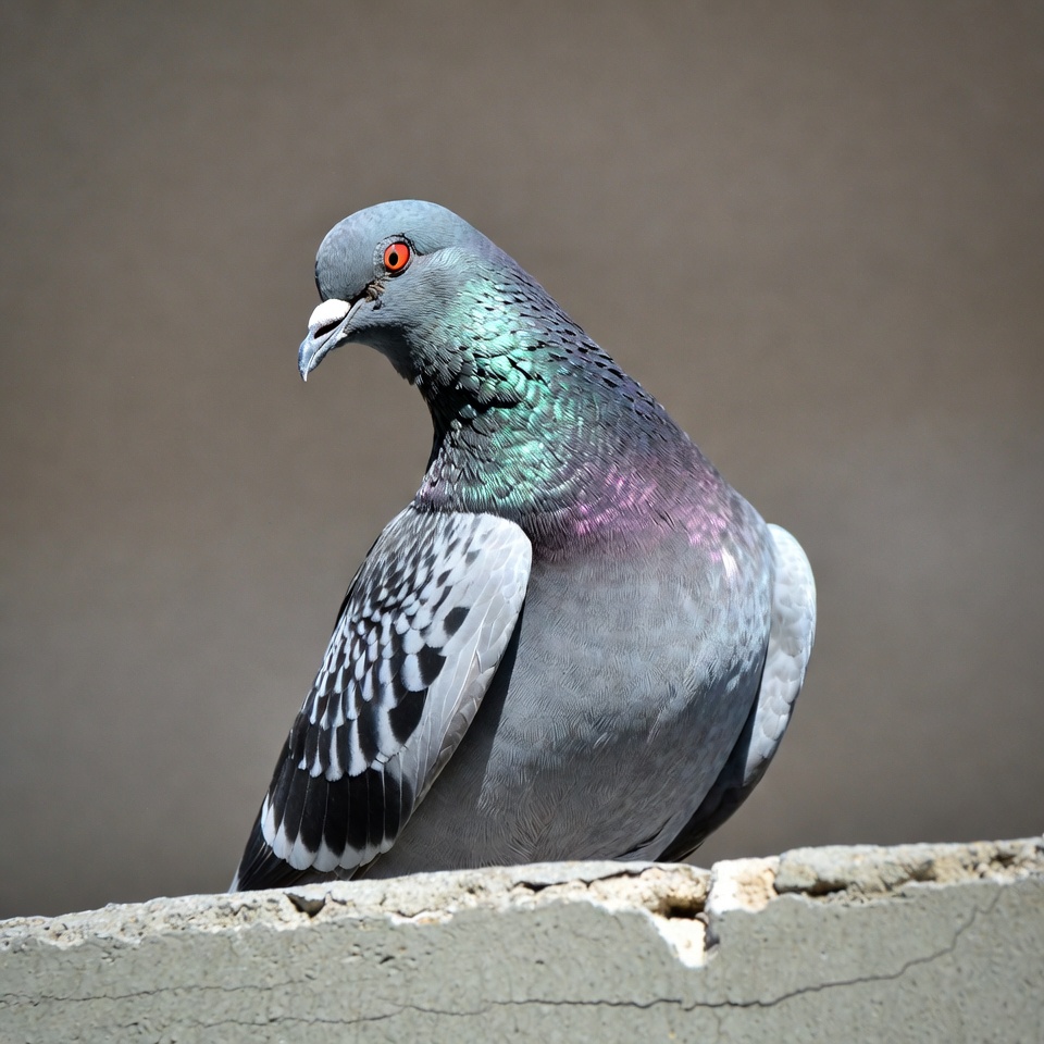 Gray pigeon on concrete wall Gray pigeon on concrete wall