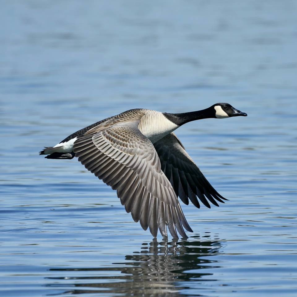 Canada Goose Flying over Water Canada Goose Flying over Water