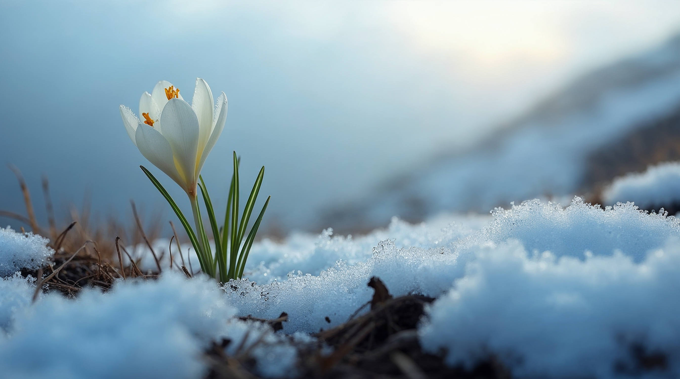 White crocus blooming in snow White crocus blooming in snow
