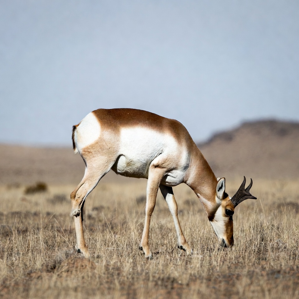 Pronghorn antelope grazing in dry field Pronghorn antelope grazing in dry field