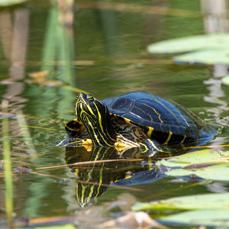 Red-Eared Slider Turtle in Water Red-Eared Slider Turtle in Water
