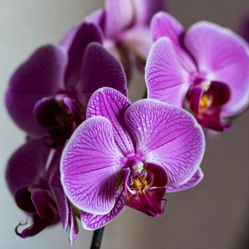 Purple Orchid Flowers Closeup Purple Orchid Flowers Closeup