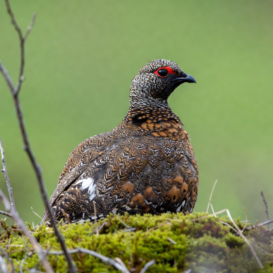 Ptarmigan perched on mossy ground Ptarmigan perched on mossy ground