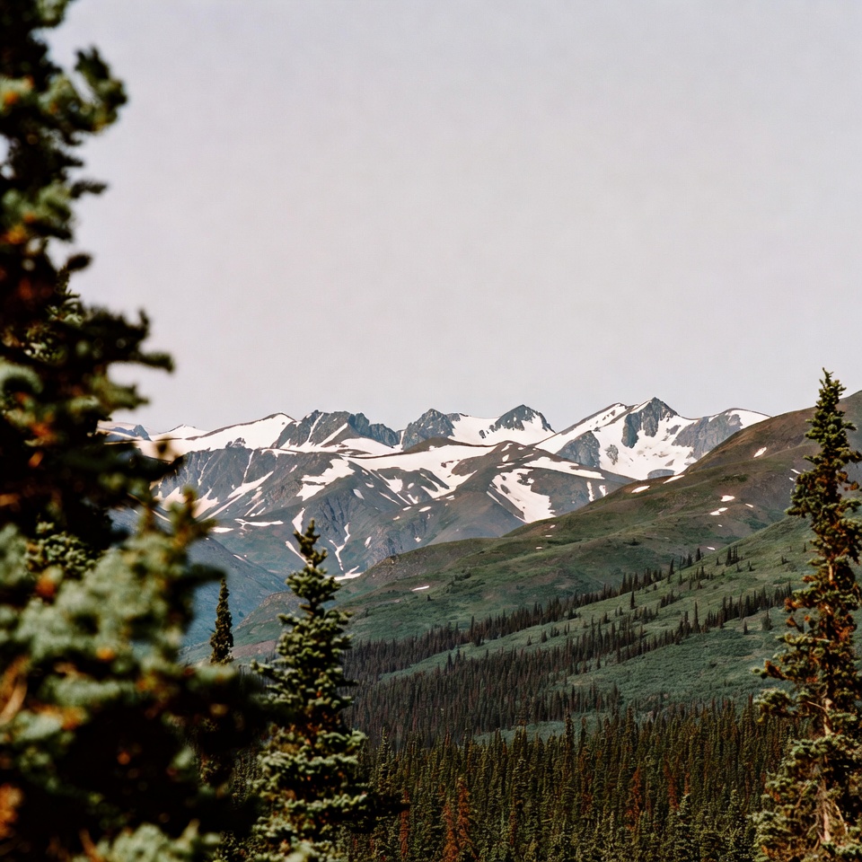 Snowy Mountains Framed by Pine Trees Snowy Mountains Framed by Pine Trees