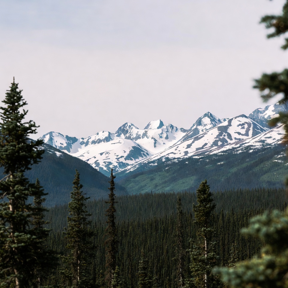 Snowy Mountains Framed by Pine Trees Snowy Mountains Framed by Pine Trees