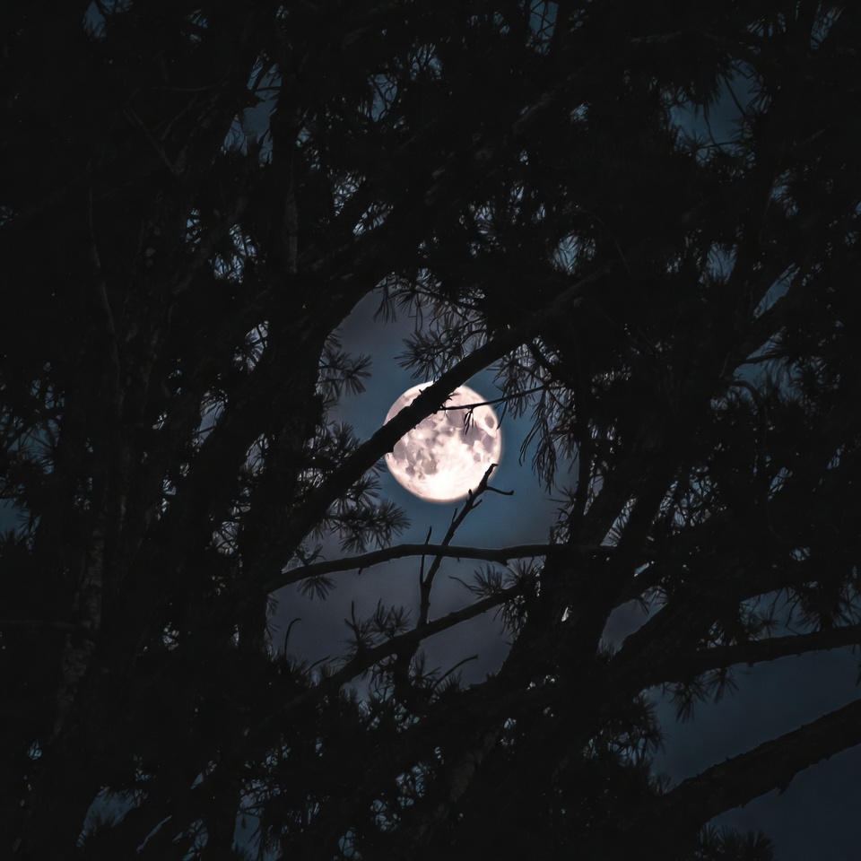 Full Moon Through Tree Branches Full Moon Through Tree Branches