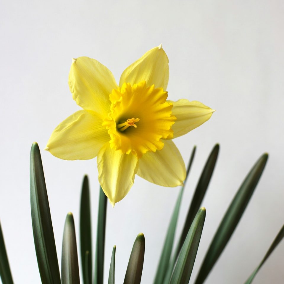 Yellow Daffodil Flower with Green Stems Yellow Daffodil Flower with Green Stems