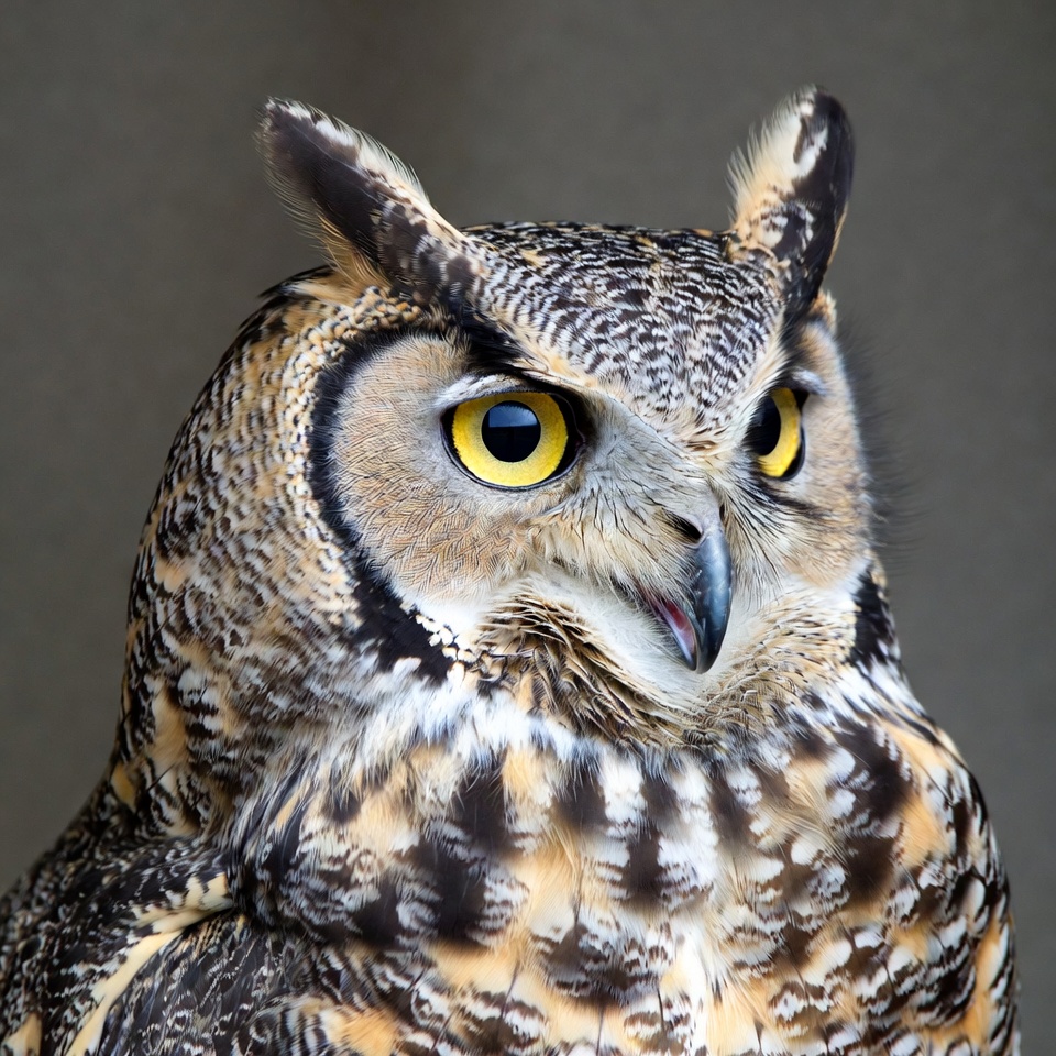 Great Horned Owl close-up Great Horned Owl close-up