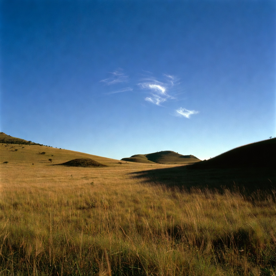 Golden Grass Hills Under Blue Sky Golden Grass Hills Under Blue Sky