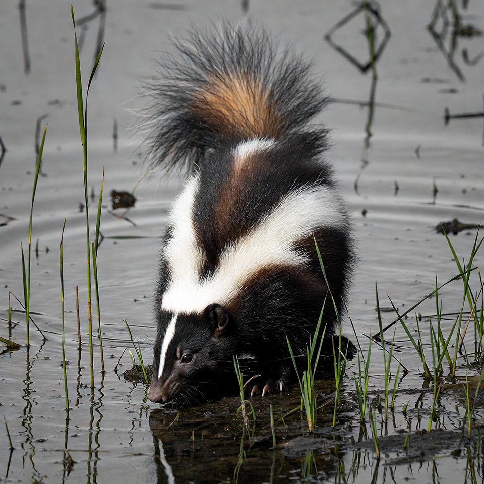 Skunk drinking at pond edge Skunk drinking at pond edge