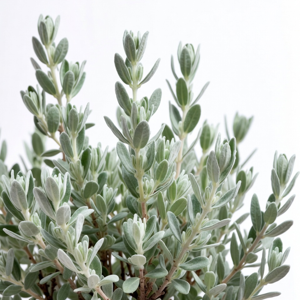 Silver green leaves plant isolated Silver green leaves plant isolated