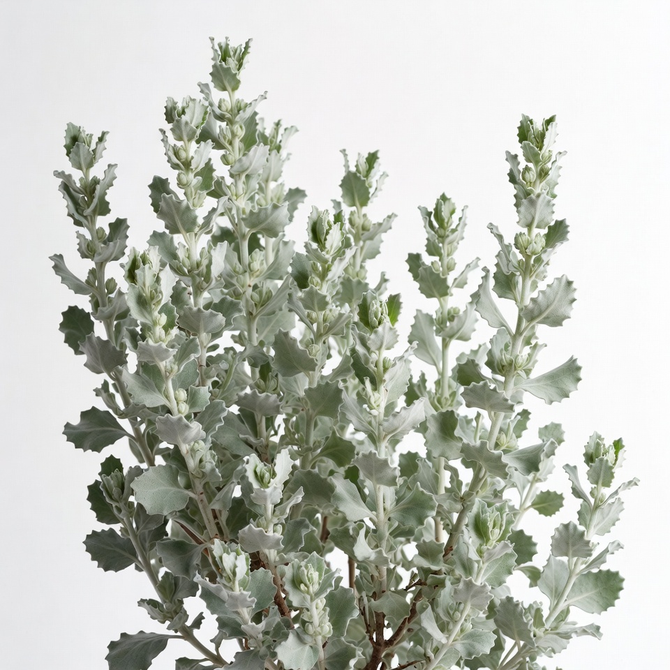 Silver dusty miller plant Silver dusty miller plant