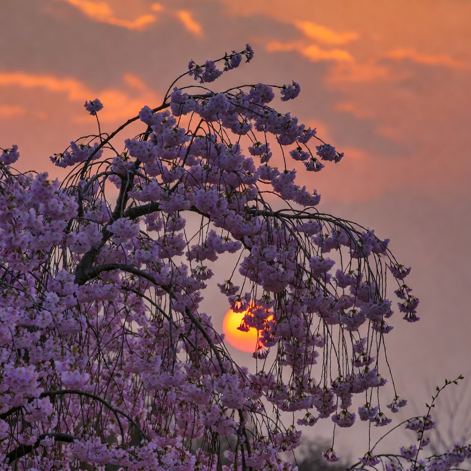 Cherry Blossoms at Sunset Cherry Blossoms at Sunset