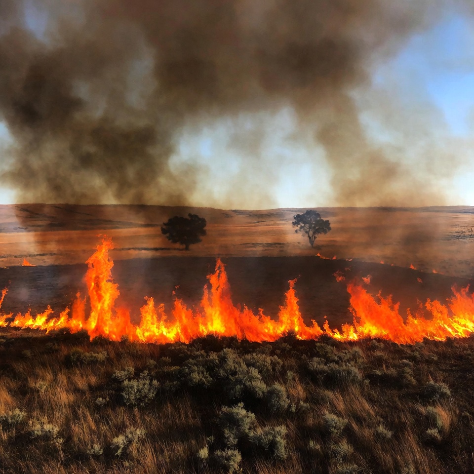 Grassland wildfire with trees Grassland wildfire with trees