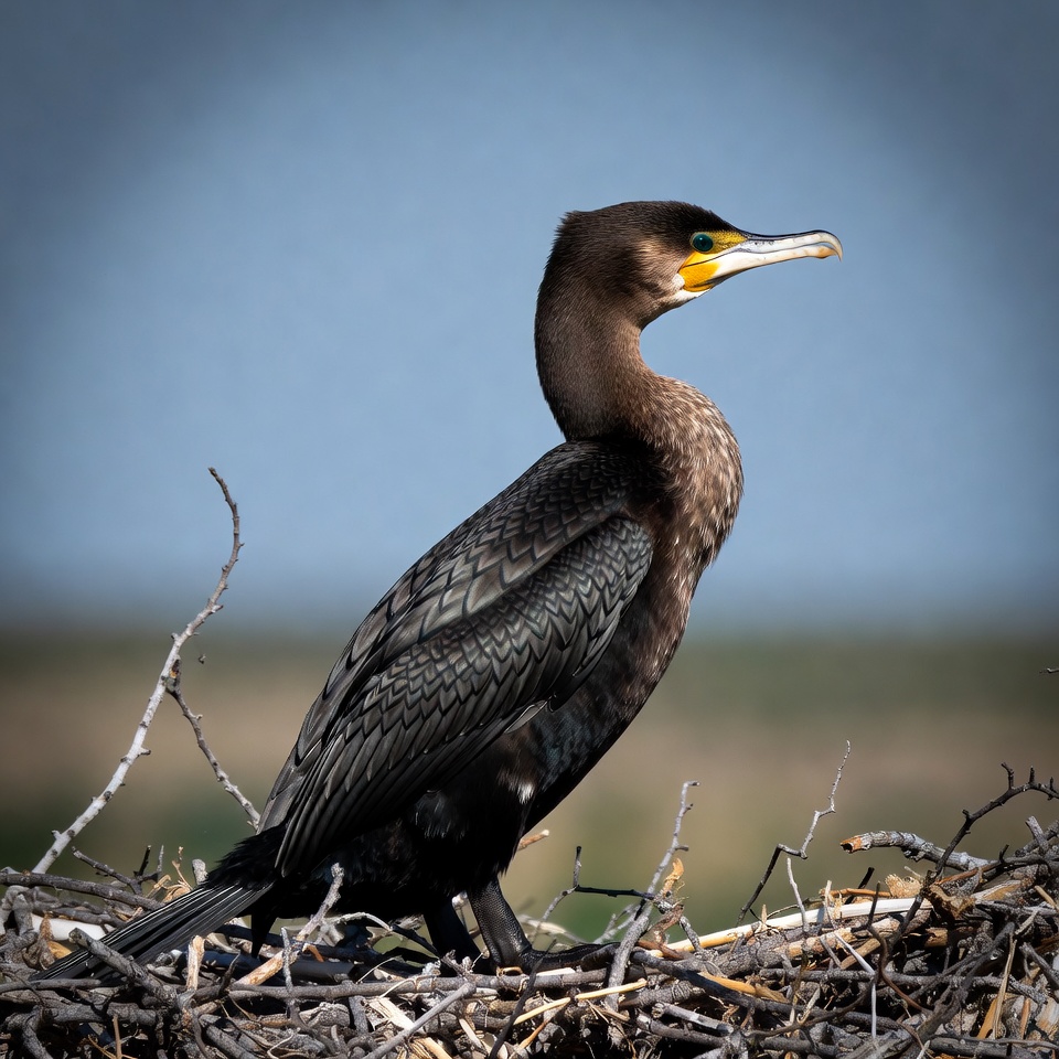 Double-crested Cormorant on Nest Double-crested Cormorant on Nest