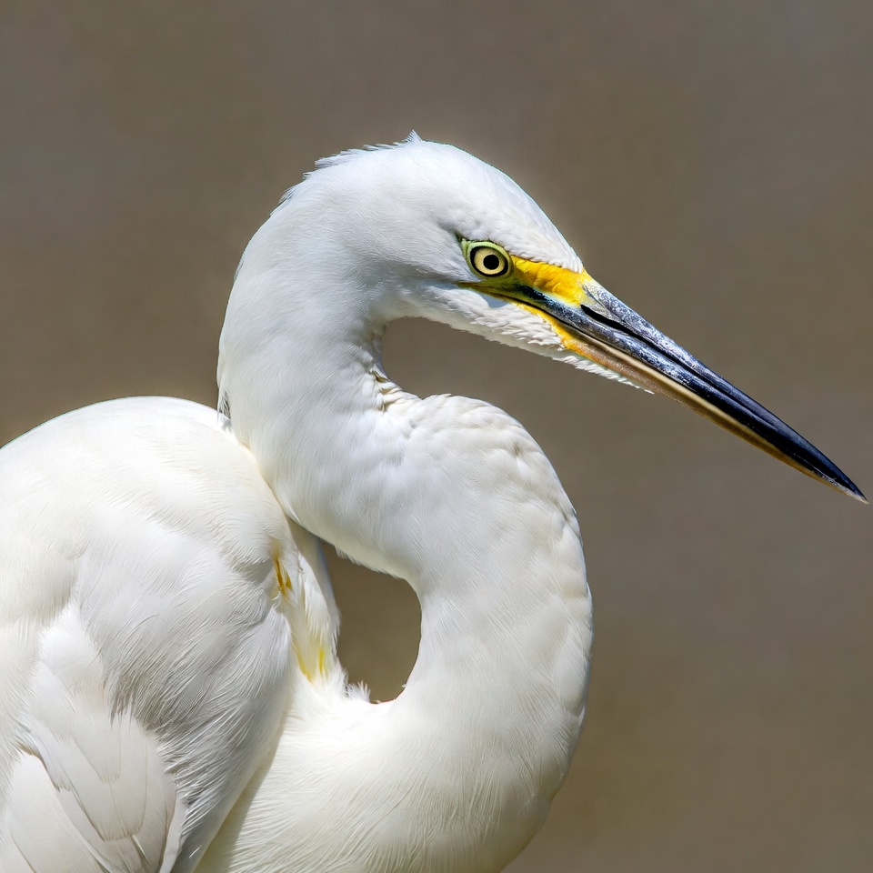 White egret with yellow facial markings White egret with yellow facial markings