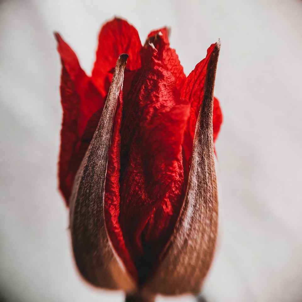 Wilted Red Rose Wilted Red Rose
