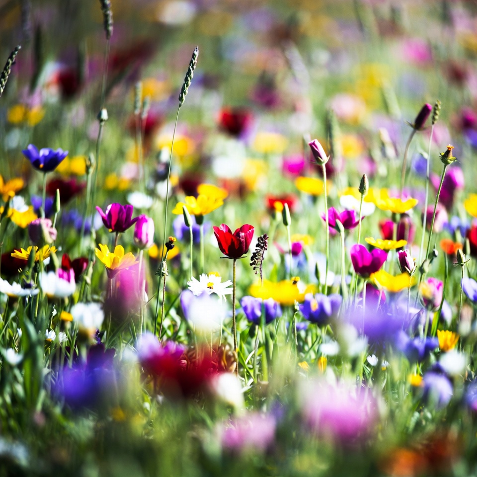 Colorful Wildflower Field Closeup Colorful Wildflower Field Closeup