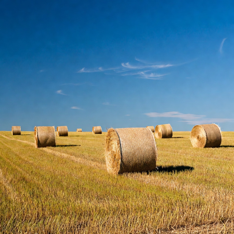 Hay bales in golden field Hay bales in golden field