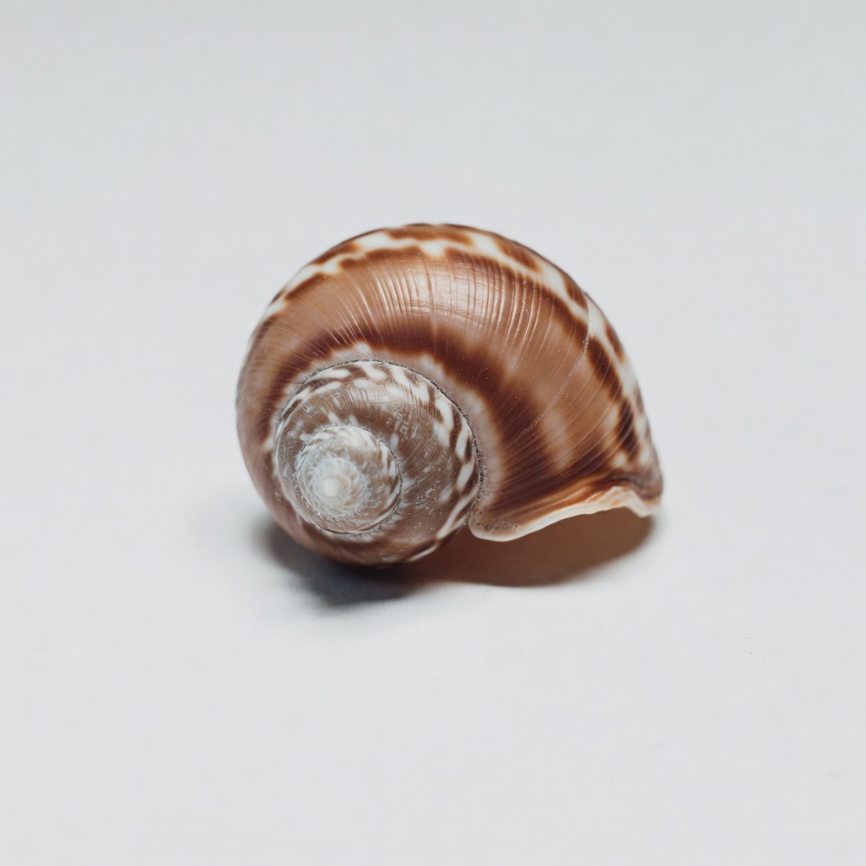 Spotted seashell on white background Spotted seashell on white background