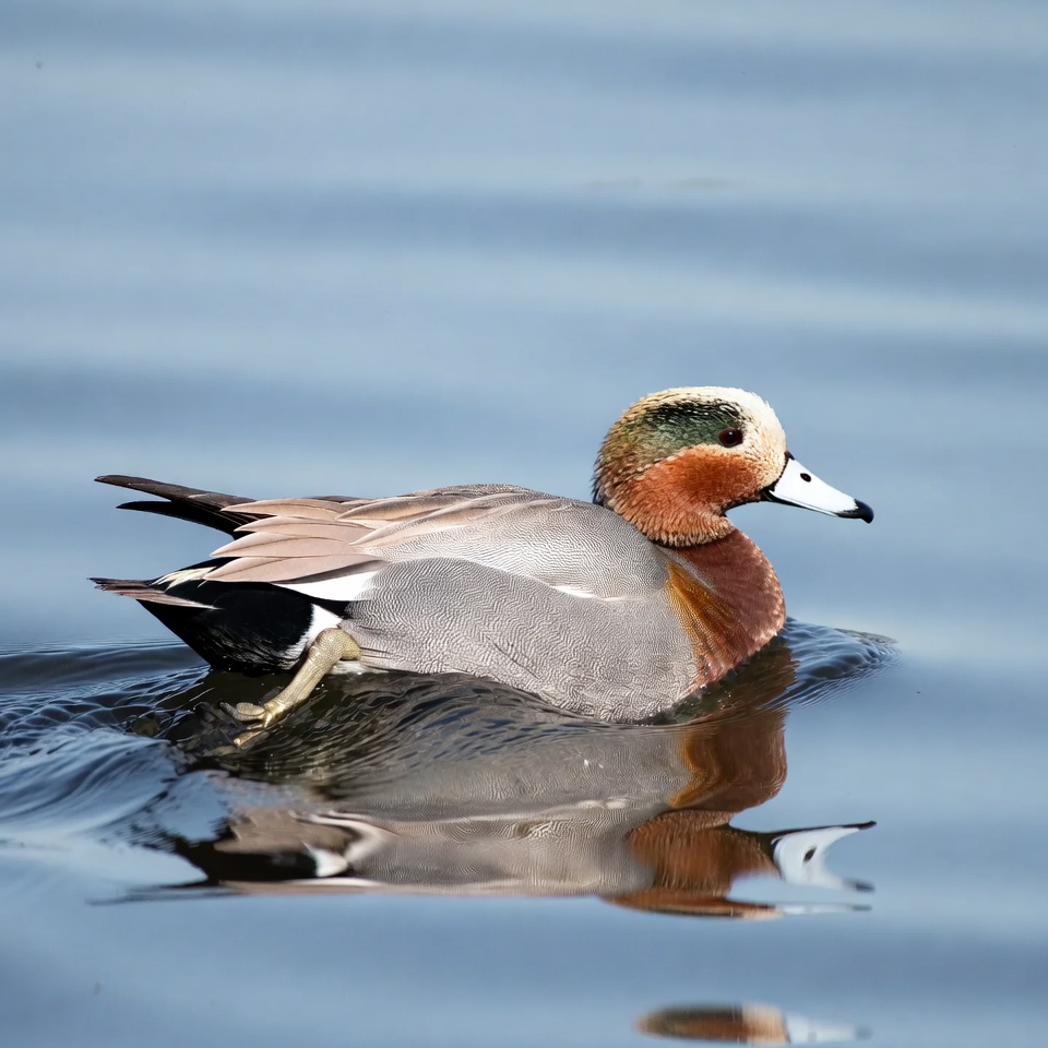 Mandarin Duck Swimming in Water Mandarin Duck Swimming in Water
