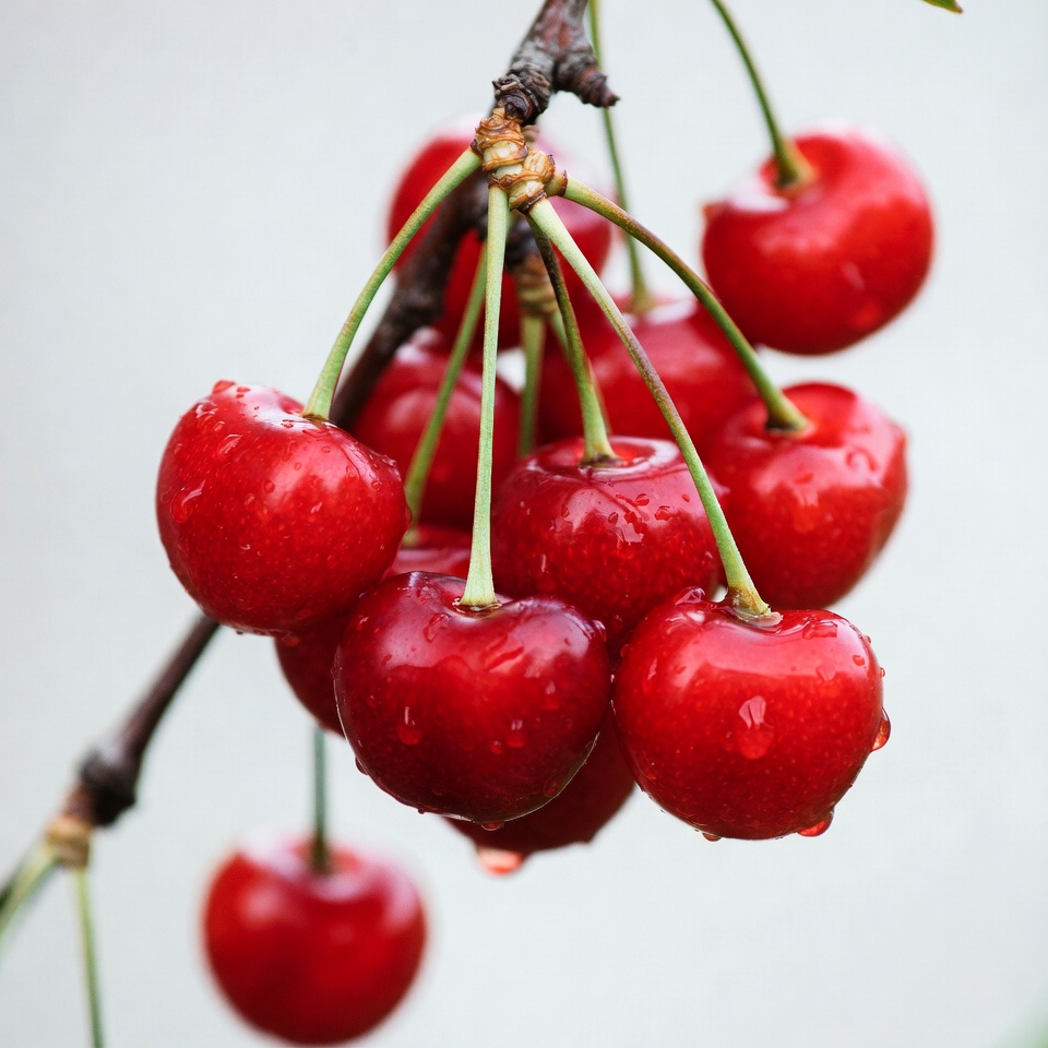 Fresh red cherries on branch Fresh red cherries on branch
