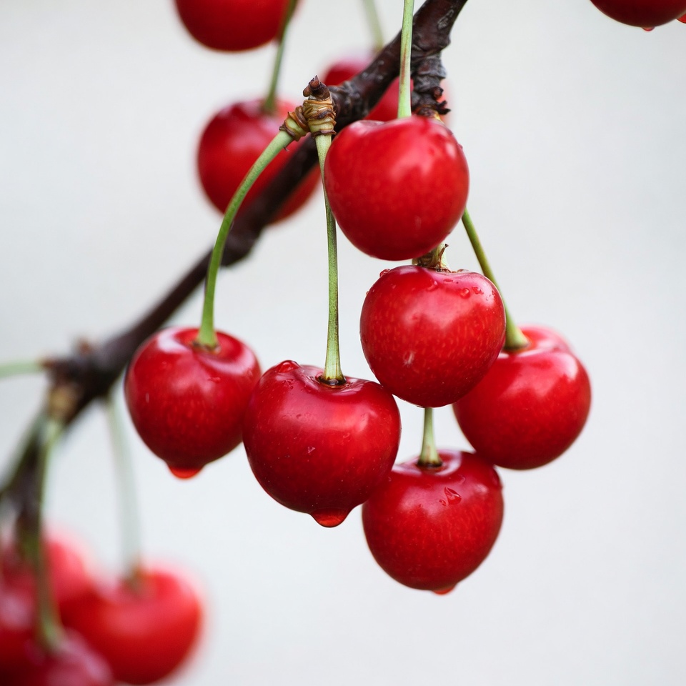 Red Cherries Hanging on Branch Red Cherries Hanging on Branch