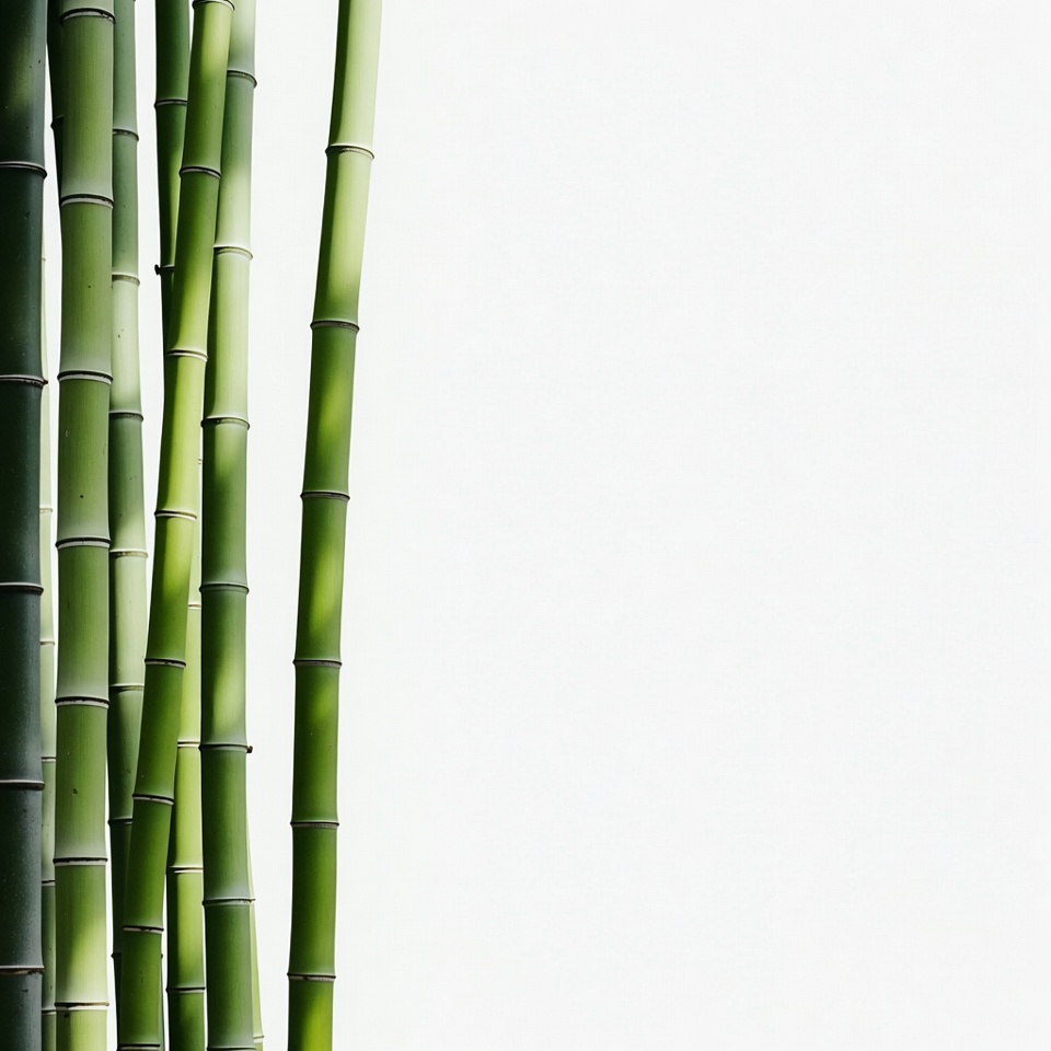 Green Bamboo Stalks on White Background Green Bamboo Stalks on White Background