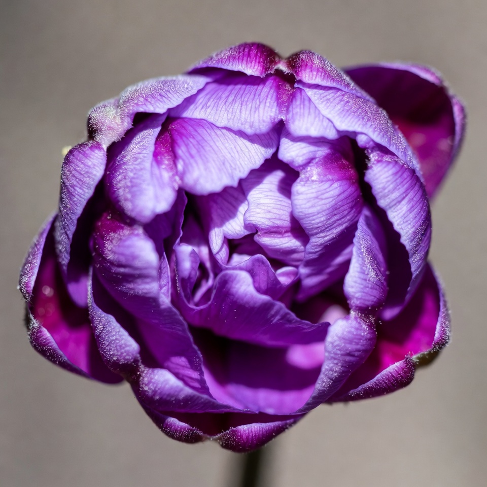 Purple Peony Flower Closeup Purple Peony Flower Closeup