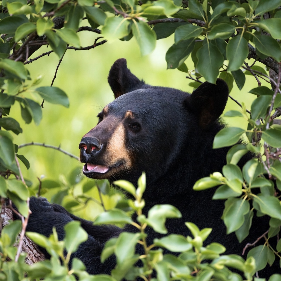 Black bear peeking through green leaves Black bear peeking through green leaves