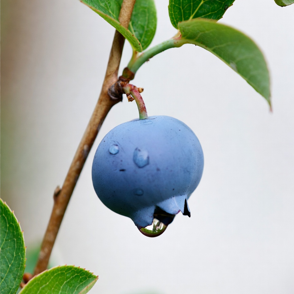Dew-covered blueberry on branch Dew-covered blueberry on branch