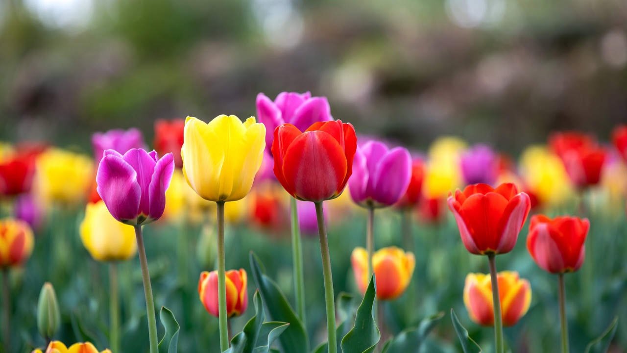 Colorful Tulip Field Blooming Colorful Tulip Field Blooming